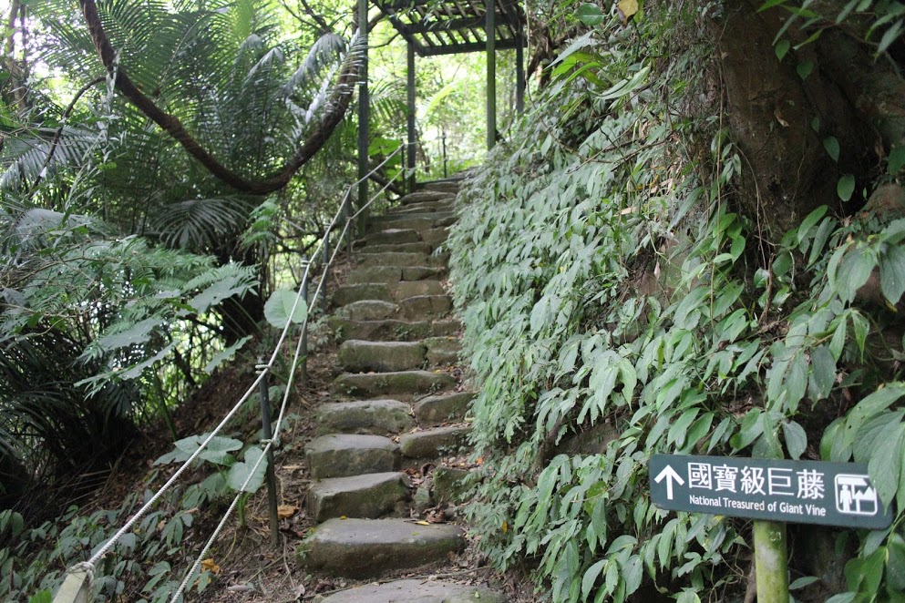 大板根巨藤