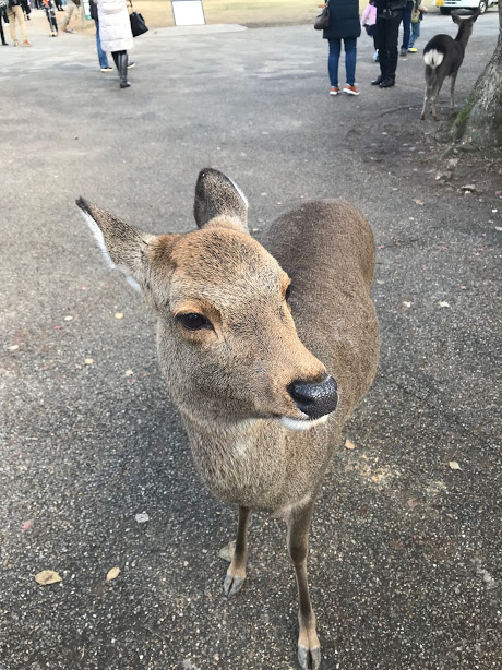 奈良餵鹿