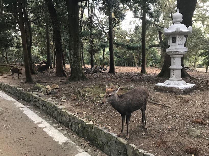 奈良餵鹿