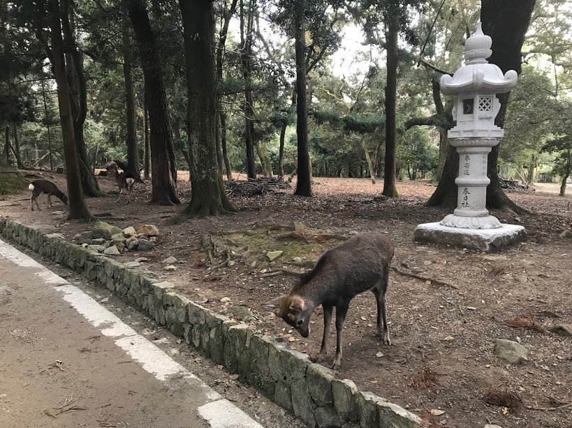 奈良餵鹿