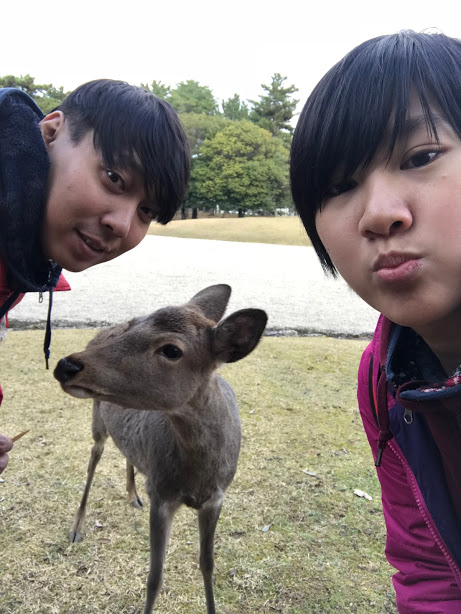 奈良餵鹿