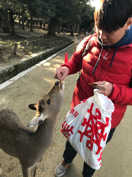 奈良餵鹿